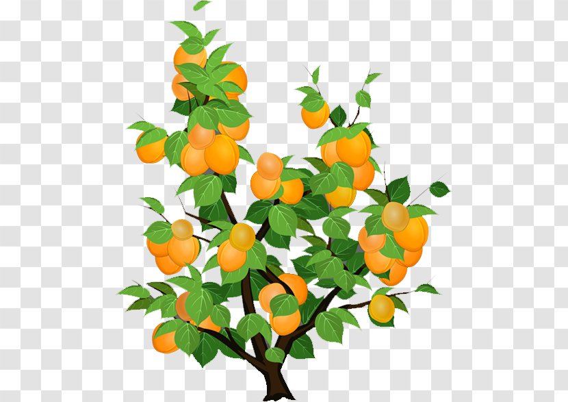 Citrus Apricot Candied Fruit Tree Transparent PNG