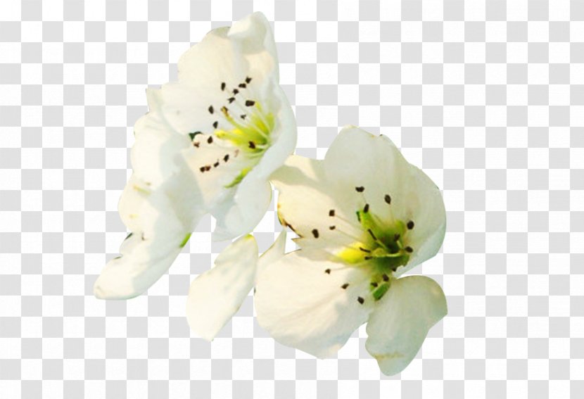 Petal Floral Design Flower Computer File - Designer - White Pear Petals Side Picture Material Transparent PNG