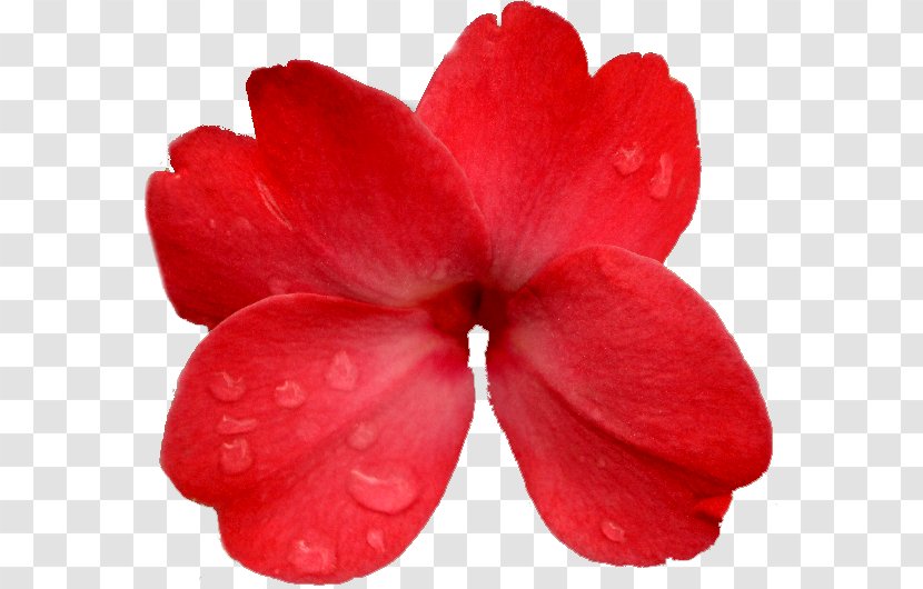 Red Brush Mask Internet Blog - Flower - Azalea Transparency And Translucency Transparent PNG