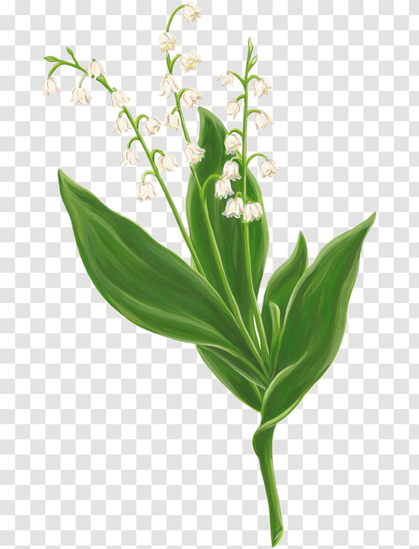 Lily Of The Valley Digital Image Clip Art - Drawing Transparent PNG