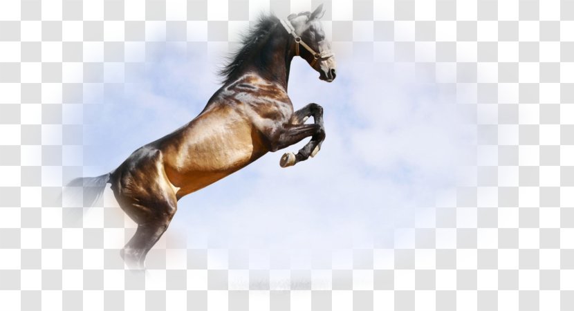 Horse 1080p Ultra-high-definition Television 4K Resolution - Like Mammal Transparent PNG