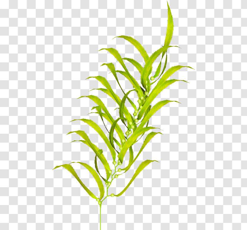 Plant Flower Leaf Terrestrial Plant Grass Family Transparent PNG