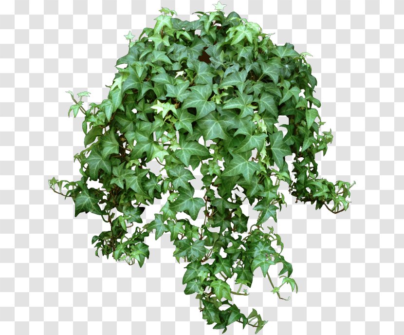 Common Ivy Houseplant Plectranthus Verticillatus Chlorophytum Comosum Transparent PNG