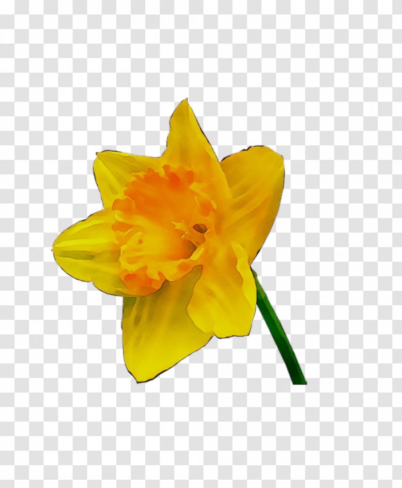 Yellow Narcissus - Petal Transparent PNG