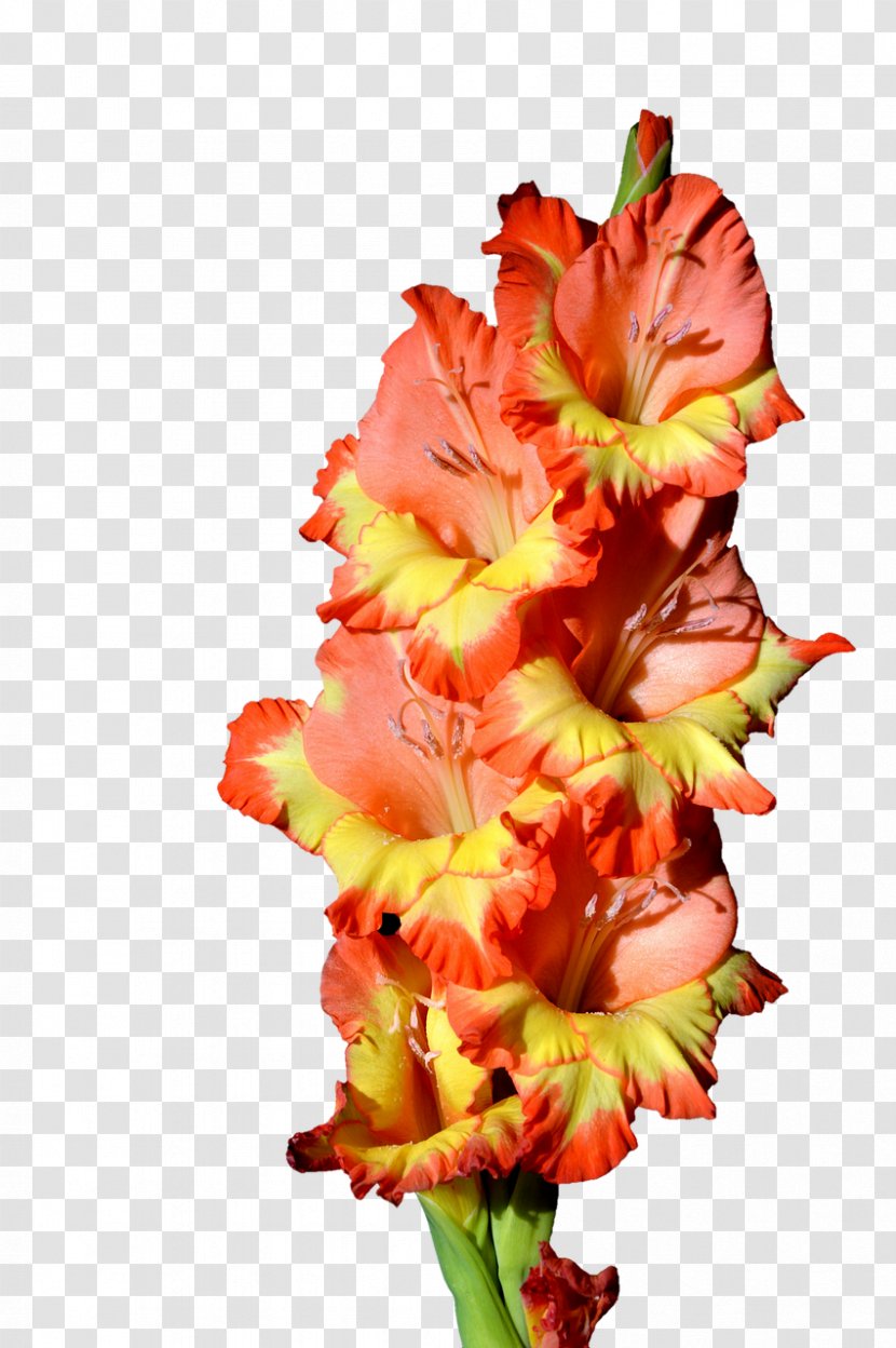 Gladiolus Flower Clip Art - Plant Transparent PNG