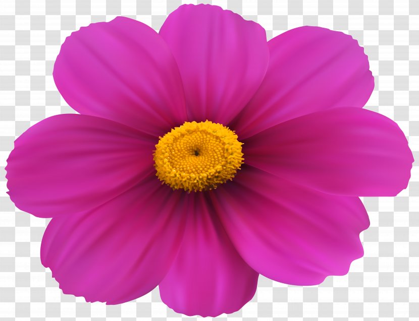 Magenta Flower Pink Rose Clip Art - Herbaceous Plant - Transparent Image Transparent PNG