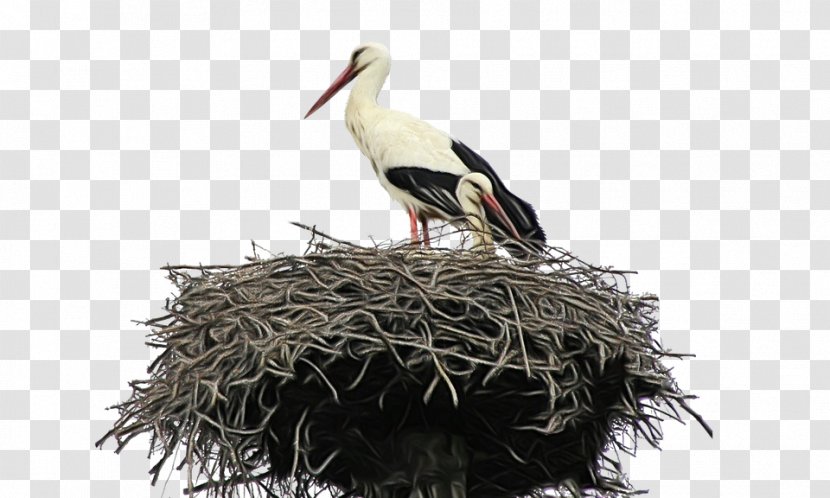 Bird Cartoon - Nest - Plant Beak Transparent PNG
