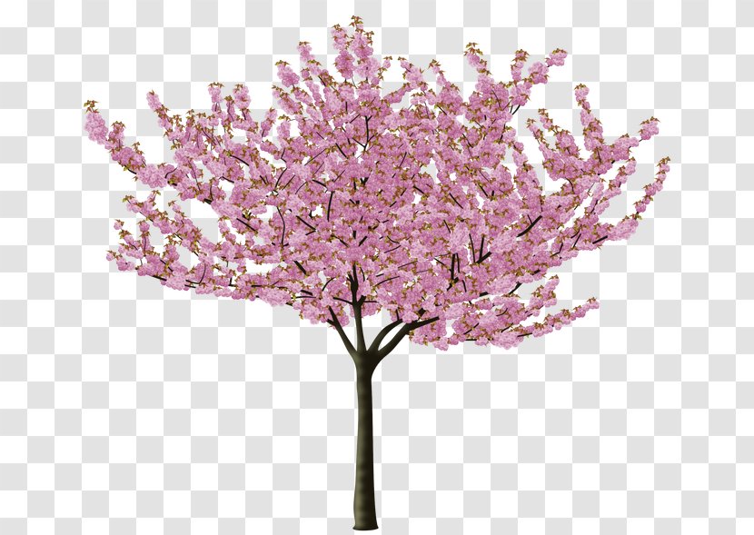 Cherry Blossom Tree Flower - Plant Transparent PNG