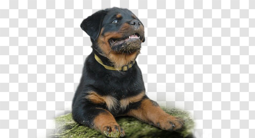 Dog Breed Rottweiler Snout Transparent PNG