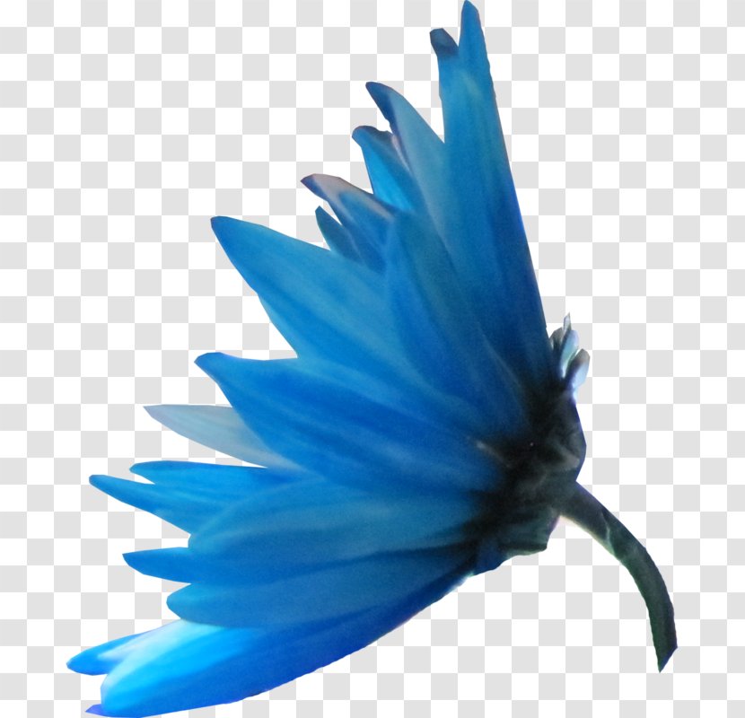 Blue Petal Flower Color Mavi Transparent PNG