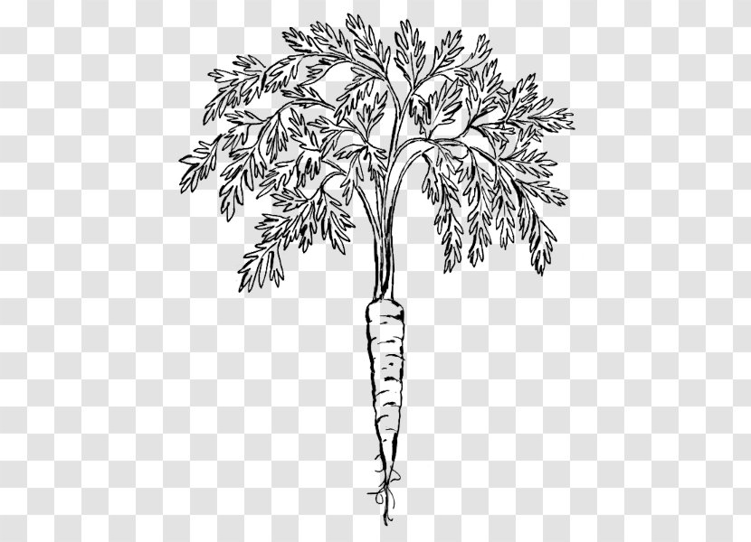 Carrot Clip Art - Monochrome - Plant Transparent PNG