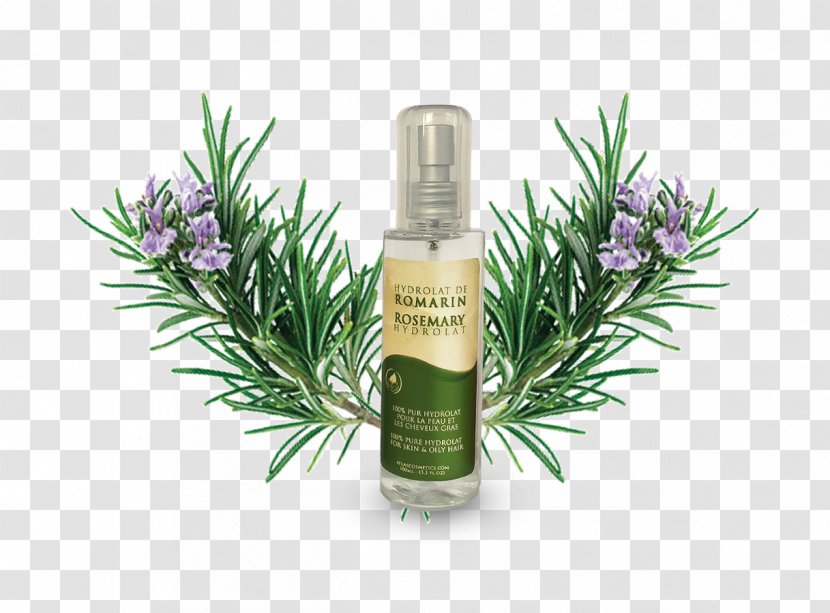 Herbal Distillate Rosemary Cosmetics Essential Oil - Plant - Face Transparent PNG