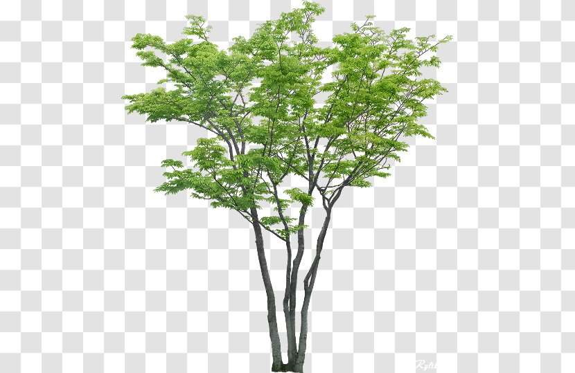 Tree Populus Nigra Transparent PNG
