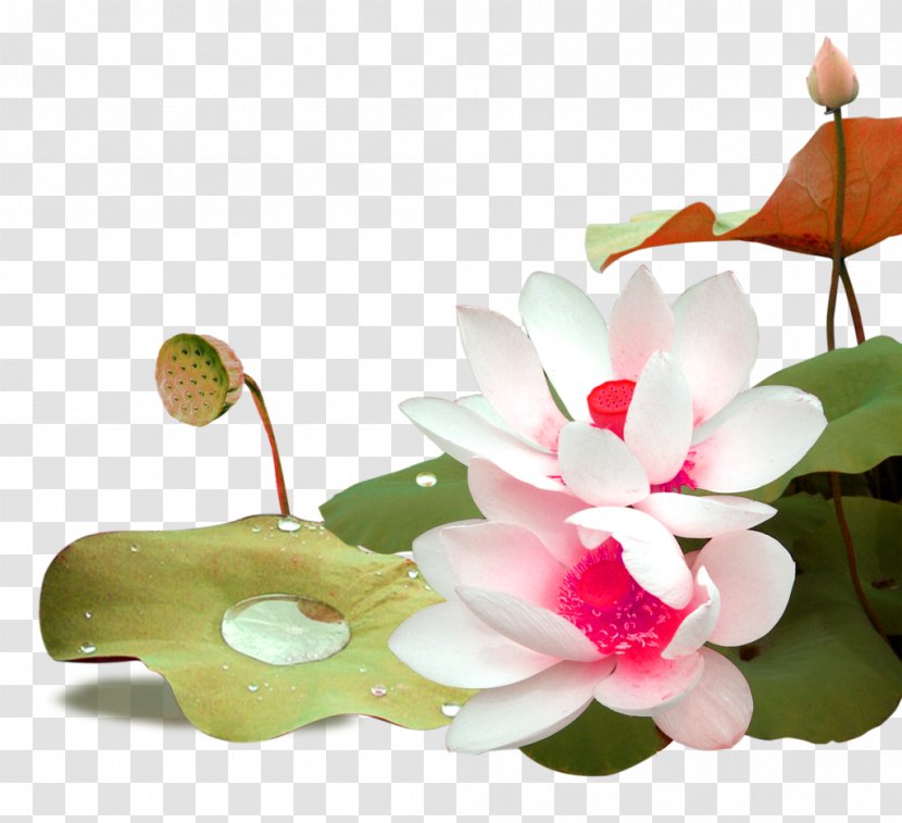 Nelumbo Nucifera Download Icon - Artificial Flower - Pink Fresh Lotus Decoration Pattern Transparent PNG