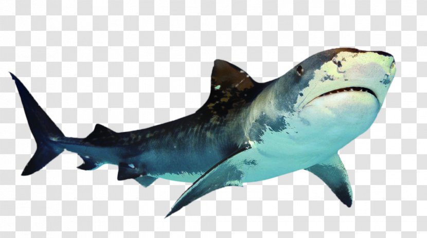 Great White Shark Clip Art Transparency - Bull - Sand Tiger Transparent PNG