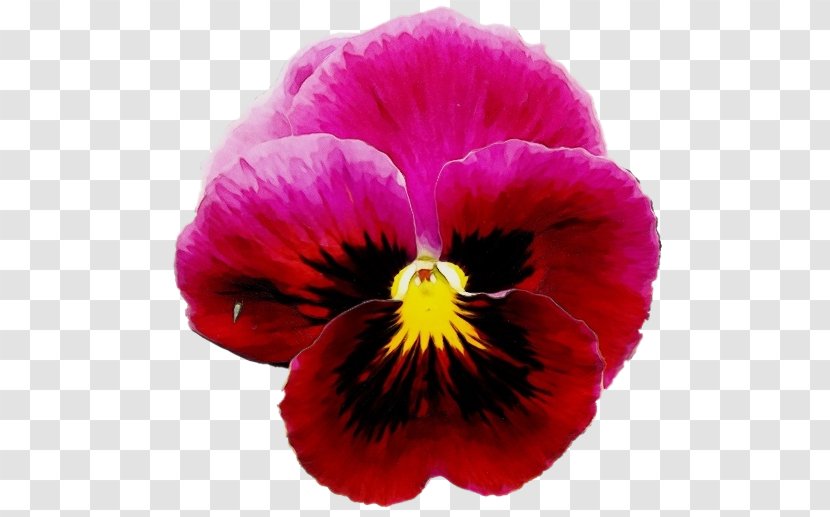Flower Flowering Plant Petal Pansy Wild - Violet Family Purple Transparent PNG