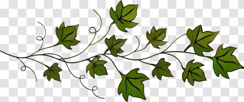 Common Ivy Drawing Vine Vector Graphics - Plants - Tree Transparent PNG