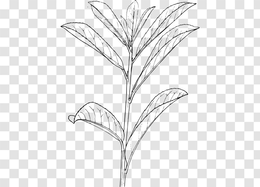 Shrub Drawing Plant Tree Transparent PNG