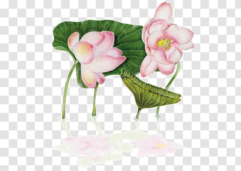 China Flower Nelumbo Nucifera Floral Design - Still Life Photography - Hand-painted Chinese Style Lotus Transparent PNG
