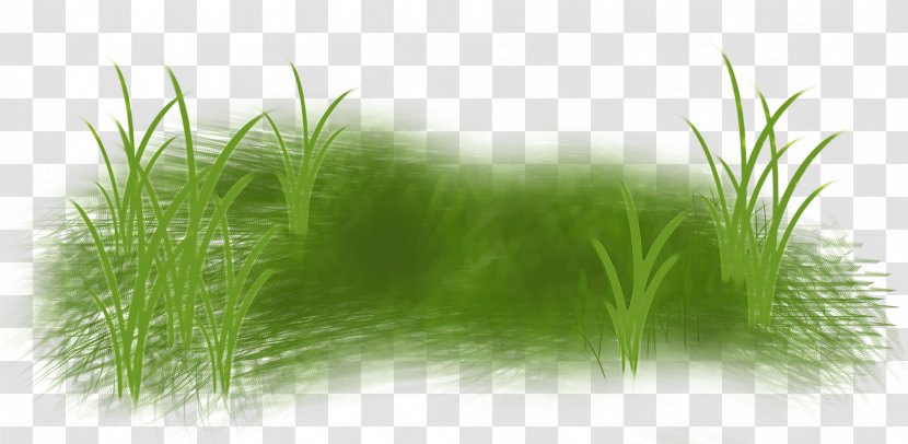 Clip Art - Lawn - Chrysopogon Zizanioides Transparent PNG