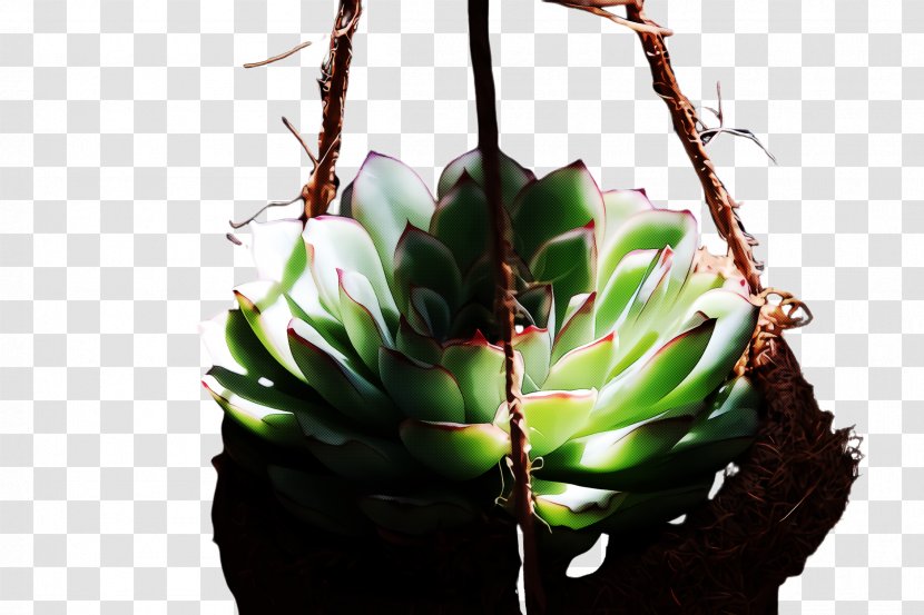 Cactus - Succulent Plant Nepenthes Transparent PNG