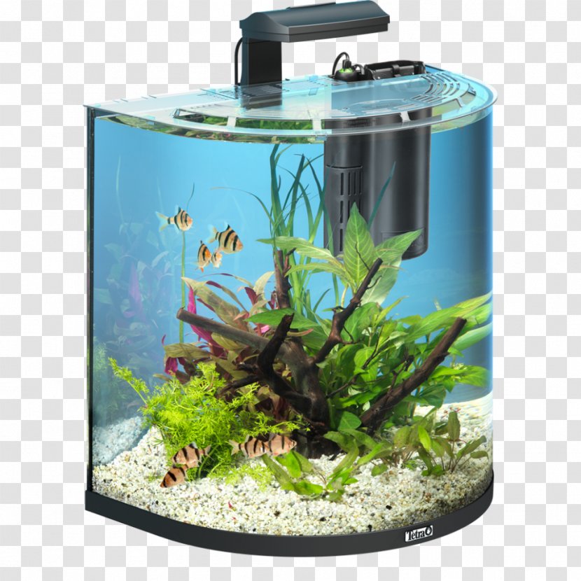Goldfish Tetra Aquariums Fishkeeping - Lightemitting Diode - Betta Transparent PNG