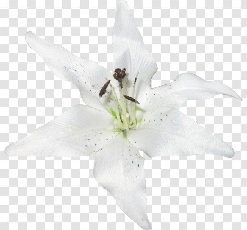 Image Flower Plants Clip Art - Madonna Lily - White Lilies Transparent PNG