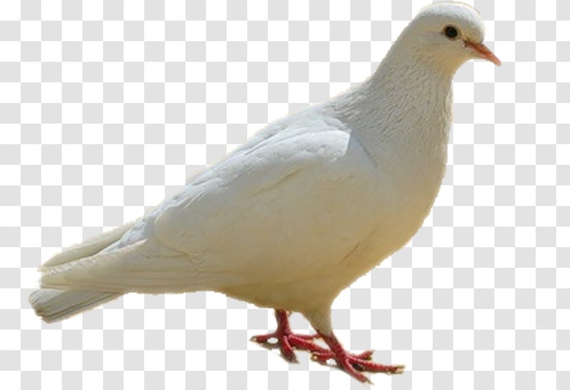 Columbidae Bird Columba - Feather - Dove, Birds, White Transparent PNG