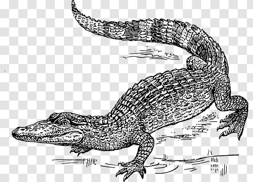 Crocodile Alligator Black And White Clip Art - Fauna - Swamp Cliparts Transparent PNG