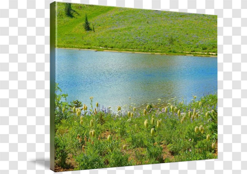 Water Resources Ecosystem Meadow Vegetation Reservoir - Inlet - IMPRESSIONISM Transparent PNG