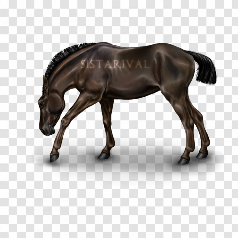 Mane Mustang Stallion Mare Rein Transparent PNG