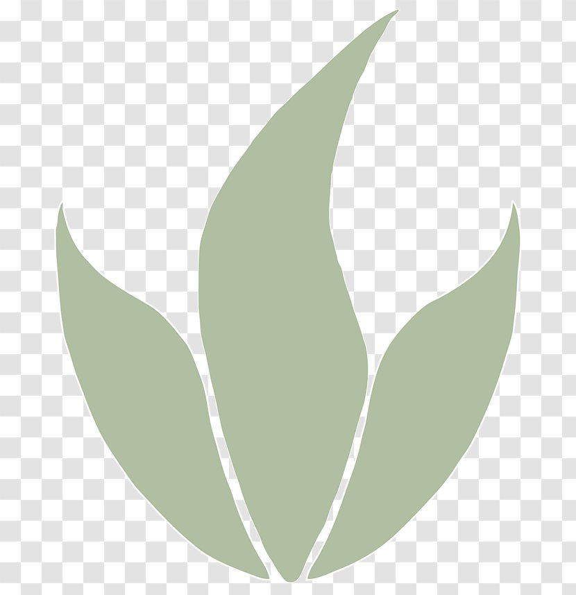 Petal Green - Leaf - Design Transparent PNG