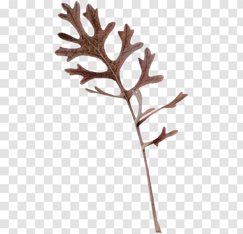 Twig Plant Stem Leaf Antler - Tree Transparent PNG