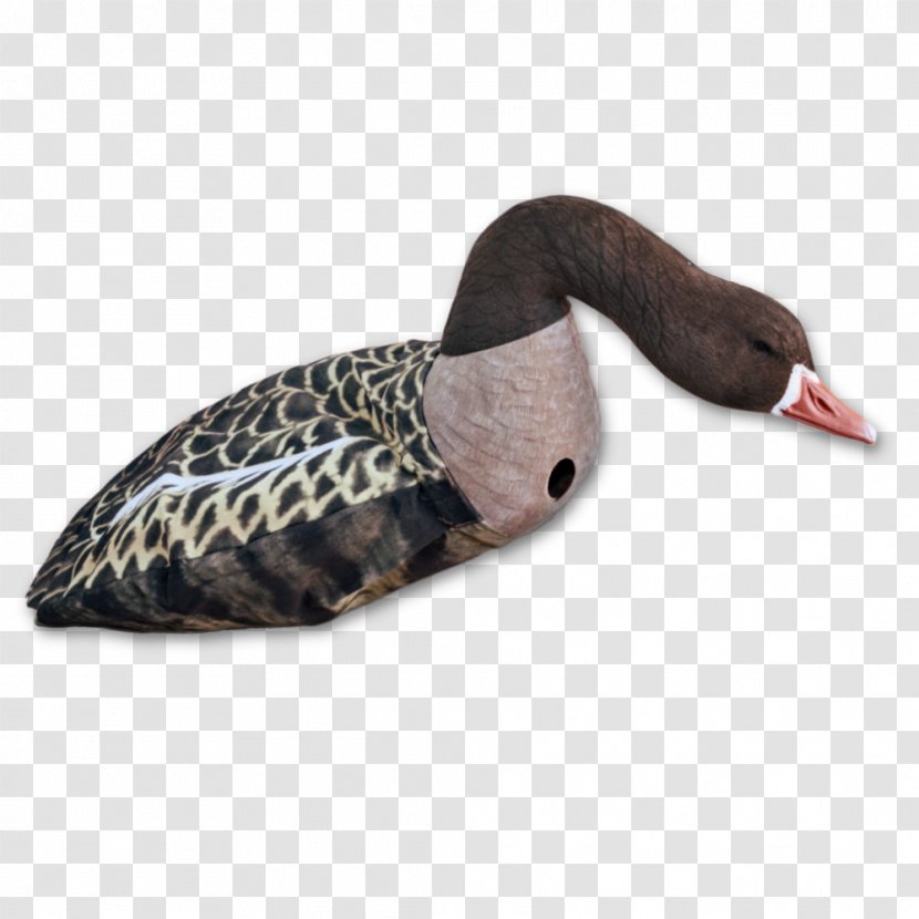 Dangate Greylag Goose Duck Danish Krone - Head Transparent PNG