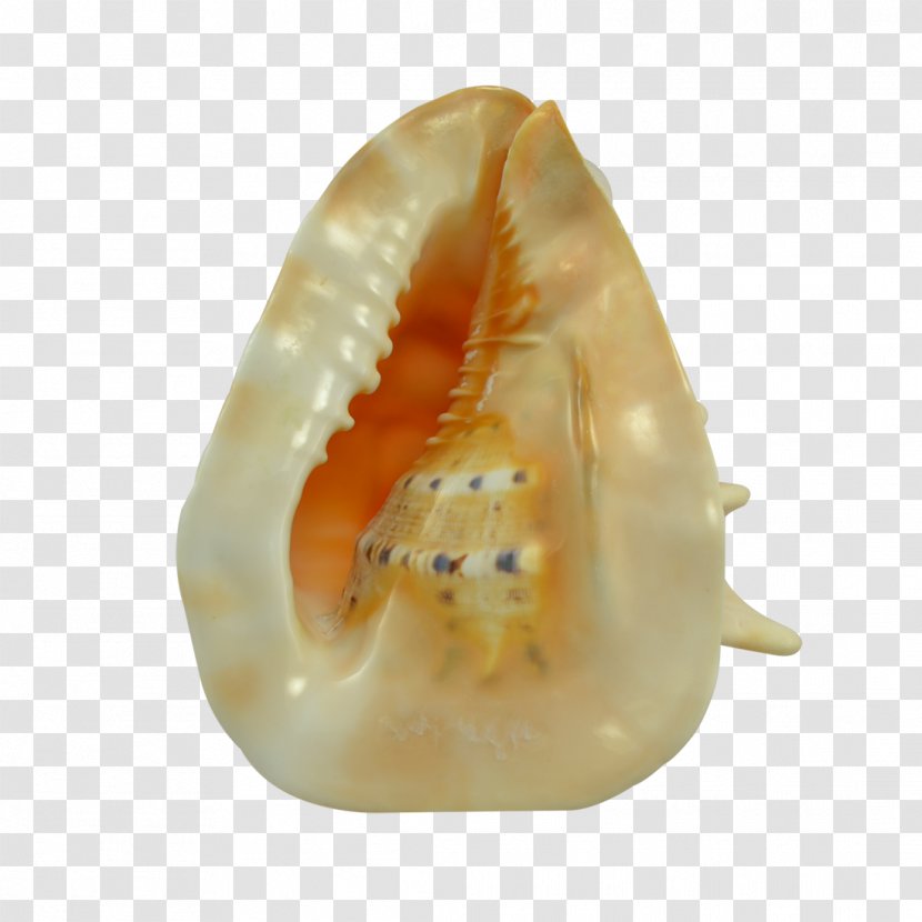 The Seashell Company Conch Invertebrate Jaw Transparent PNG