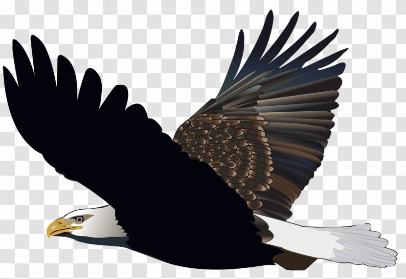 The Bald Eagle Bird White-tailed United States - Vulture Transparent PNG