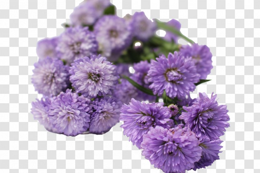Aster Cut Flowers Chrysanthemum Violet - Flowering Plant - Red Transparent PNG