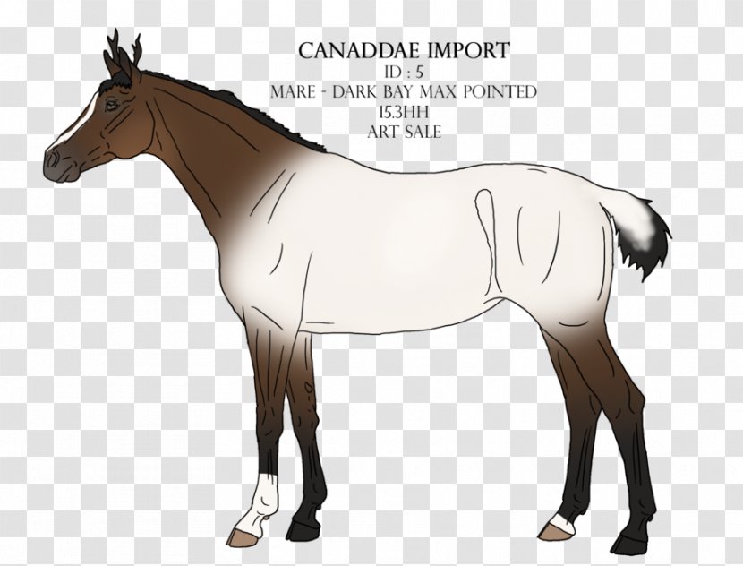 Foal Bridle Stallion Mane Pony - Bay Max Transparent PNG