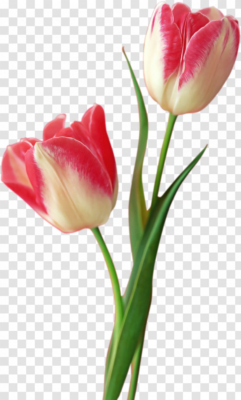 Flower Tulip Petal Cut Flowers Plant - Pink - Pedicel Transparent PNG