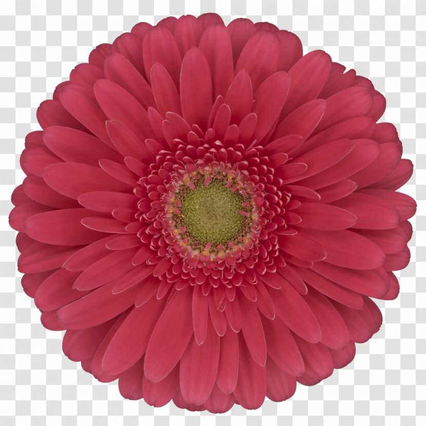 Transvaal Daisy Cut Flowers Flower Floristry Logo Transparent PNG