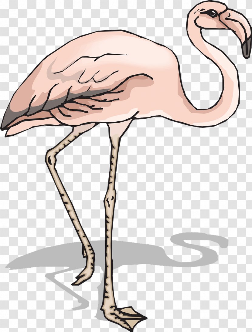 Bird Flamingo Clip Art - Water - Pink Flamingos Transparent PNG