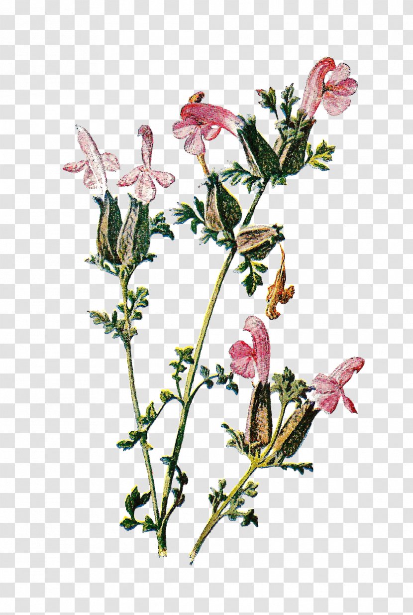 Wildflower Clip Art - Flower Illustration Transparent PNG