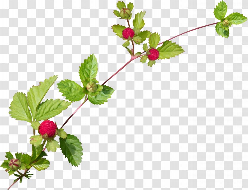 Chai Sheng - Red Mulberry - Flowering Plant Transparent PNG