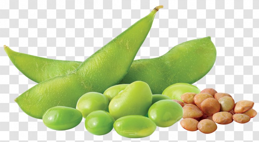 Vegetarian Cuisine Food Edamame Bean Vegetable - Commodity - Delicious Transparent PNG