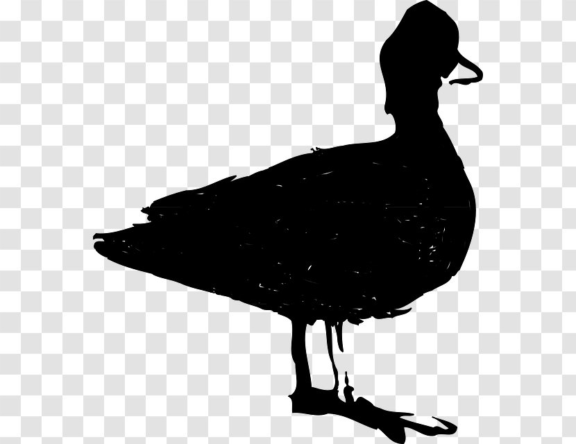 Duck Goose Clip Art Fauna Feather - American Black Transparent PNG