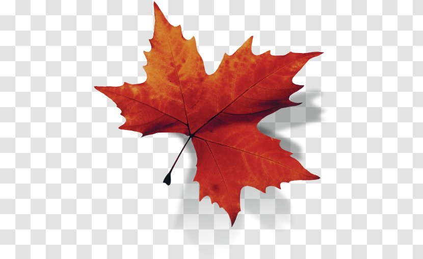 Canada Maple Leaf - Tree - Background Transparent PNG