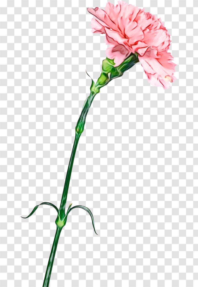 Flower Cut Flowers Plant Pink Pedicel - Family - Carnation Transparent PNG