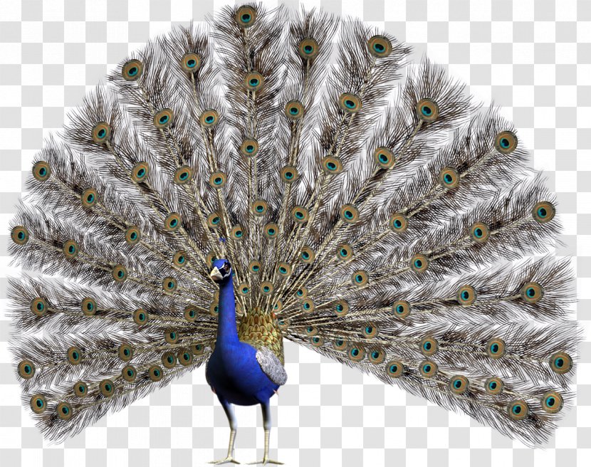 Peafowl Stock Photography Clip Art - Open Peacock Transparent PNG