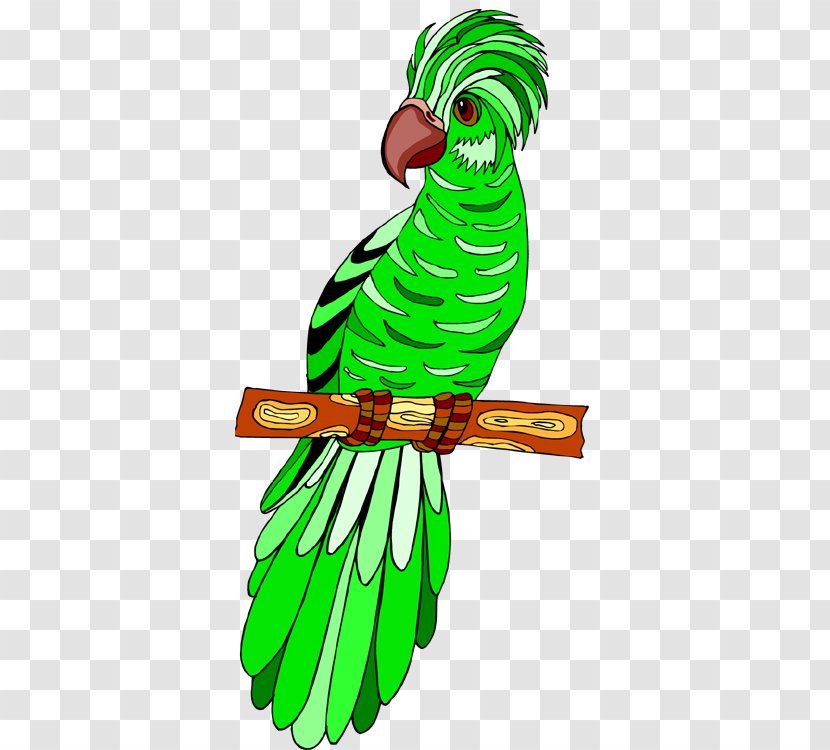 Macaw Beak Parakeet Feather Clip Art - Grass Transparent PNG