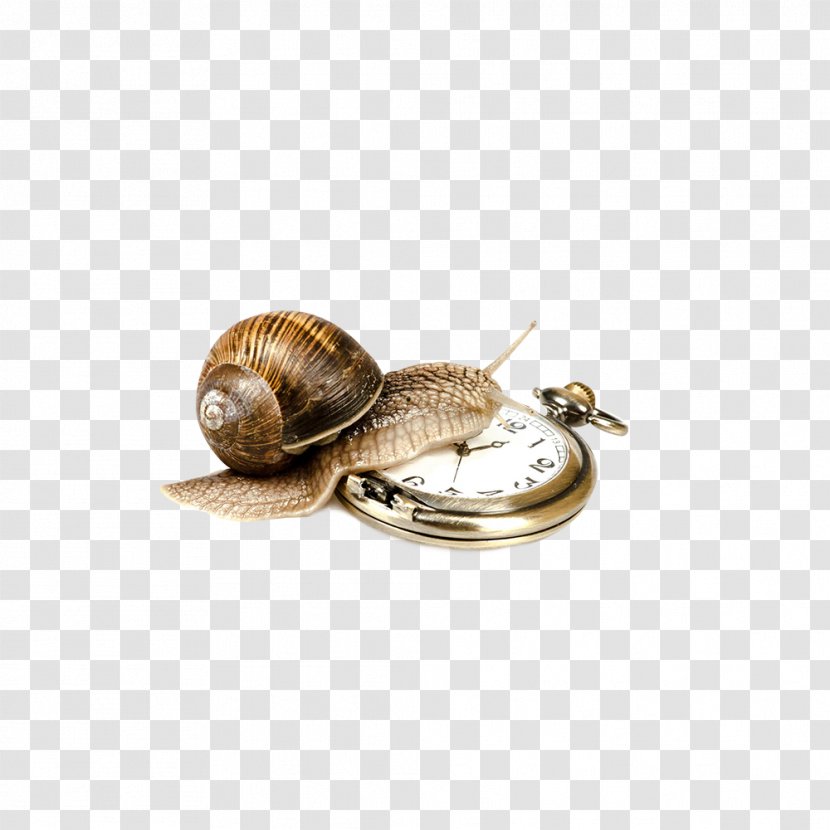 Escargot Stock Photography Royalty-free - Silver - Watch Clips Transparent PNG